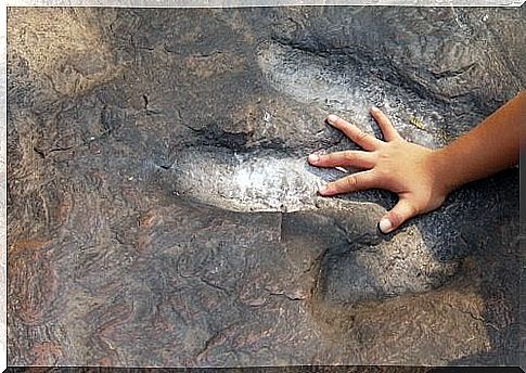 Child hand on fossil of dinosaur foot