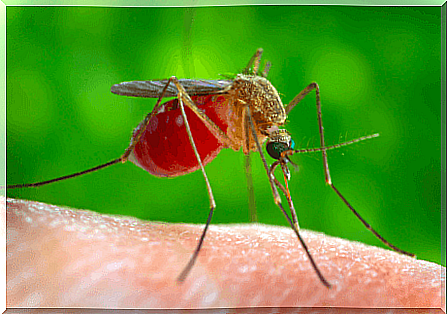Mosquito that sucks blood.